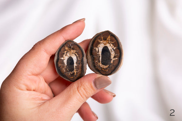 Septarian Pairs - Premium Crystals + Gifts from Clarity Co. - NZ's Favourite Online Crystal Shop